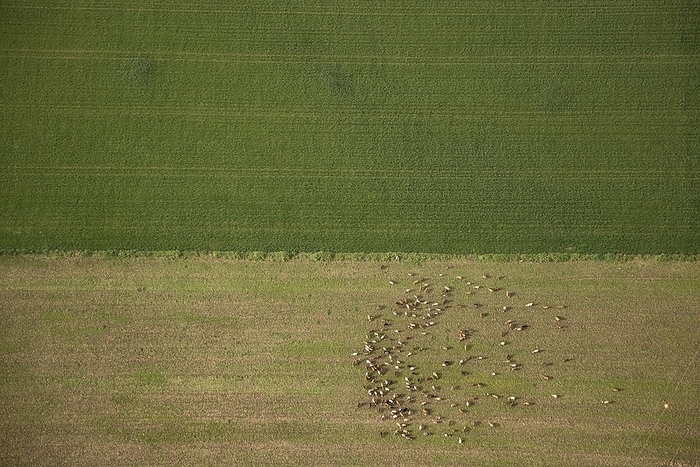 Mixed farm, Spain, aerial photograph Aerial photograph of a field of crops  top  and a herd of goats grazing, Province of Seville, Andalucia, Spain.