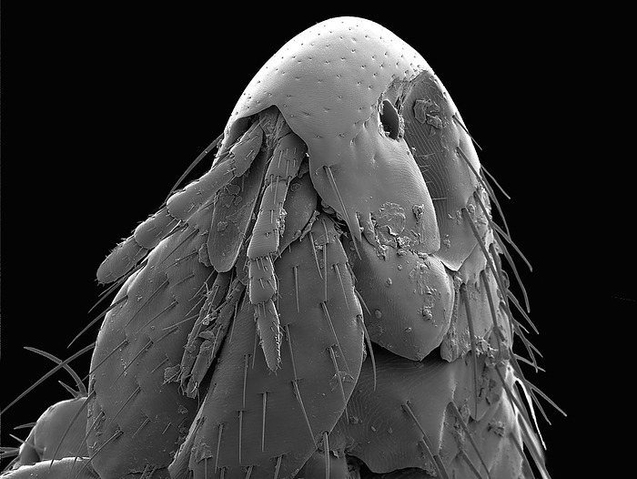 Cat flea head, SEM Cat flea head. Scanning electron micrograph  SEM  of a cat flea  Ctenocephalides felis . One of its eyes is seen at the centre of the flea s head. The two antennae like structures at the front of the head are sensory palps, and below this are the mandibles, which are used to pierce the host s skin and suck blood. Fleas usually only remain on the host whilst feeding. Magnification: x100 when printed at 10 centimetres wide.