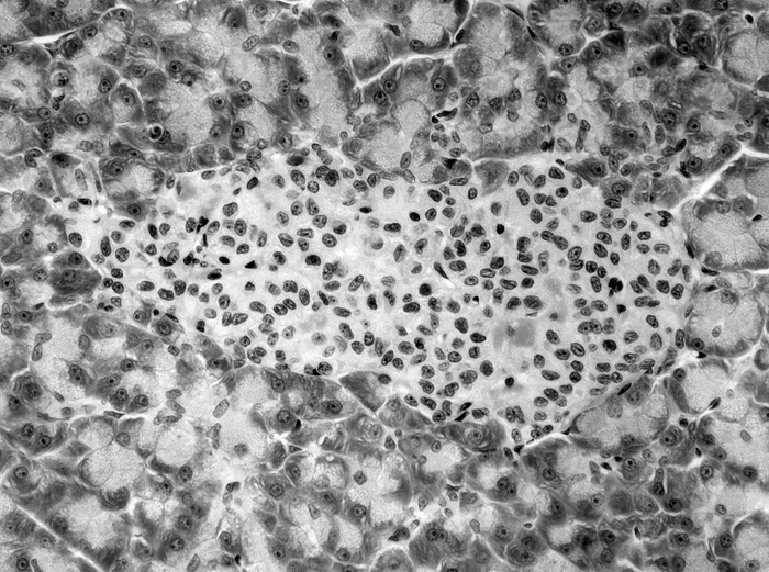 Islet of Langerhans, light micrograph Islet of Langerhans. Light micrograph of a section through an islet of Langerhans in the pancreas. The islet  centre smaller cells  is composed of clumps of secretory cells. The main secretions from these cells are the hormones glucagon and insulin, which control blood sugar. These cells are endocrine, as the secretions go straight into the bloodstream. The cells surrounding the islet are packed into sac like structures called acini, and secrete digestive enzymes. This part of the pancreas is exocrine, as the enzymes pass into the gut, via ducts. Magnification: x1250 when printed 10 centimetres wide