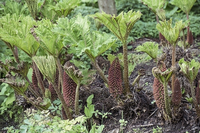 Chilean Rhubarb  Gunnera manicata  Flower spires and emerging foliage of Chilean Rhubarb  Gunnera manicata , also known as Giant Rhubarb growing in the Spring. The brown areas on the foliage are from frost damage.