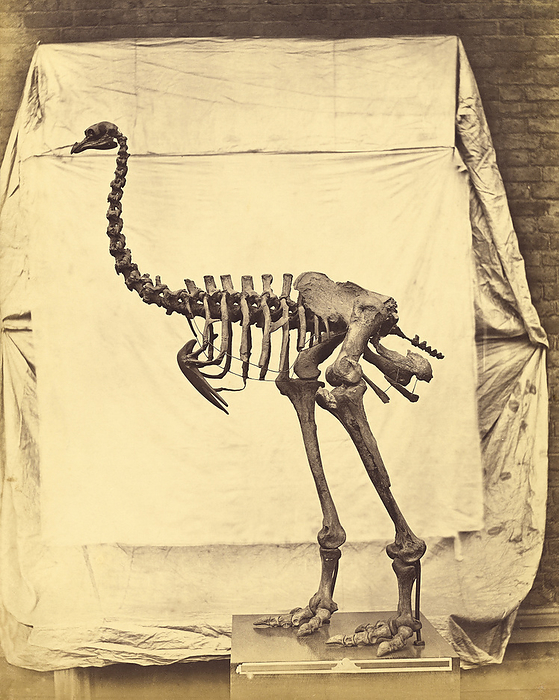 Heavy footed moa fossil skeleton, 1850s Heavy footed moa fossil skeleton. Now classified as Pachyornis elephantopus, it was then known as Dinornis elephantopus. The giant moas  now extinct  were flightless birds that were endemic to New Zealand. The largest reached heights of over 3 metres. This early photograph was taken in the period 1854 to 1858 by British photographer Roger Fenton  1819 1869 . He took the photograph as part of work for the British Museum to document its collections. using the new medium of photography. Fenton used new methods to arrange and light his subjects. Here, he has hung white sheets against an interior brick wall, with the light probably coming from a skylight window. The resulting image was produced as a salted paper print.