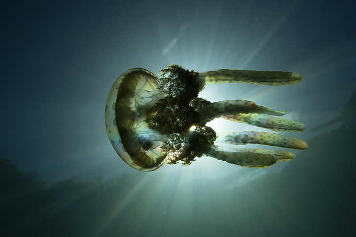 octopus jellyfish (esp. the Japanese octopus, Cubozoa japonica)