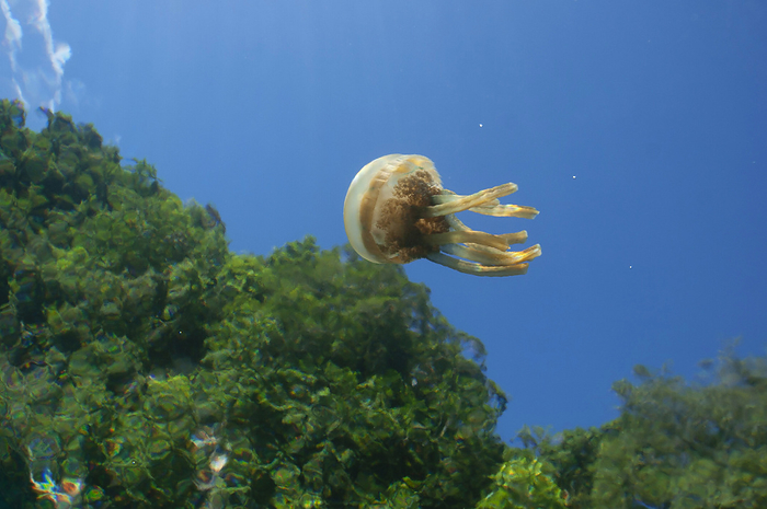 octopus jellyfish (esp. the Japanese octopus, Cubozoa japonica)