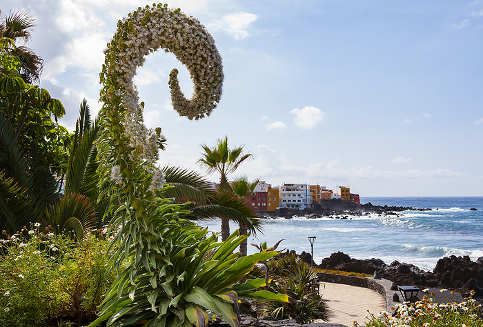 Spain Canary Islands Spain, Canary Islands, Puerto de la Cruz, Flowering bush in front of coastal promenade in Punta Brava neighborhood