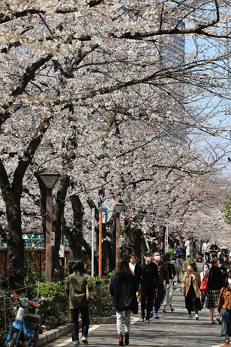 People stroll under cheryy blossoms along riverside promnade March 23, 2021, Tokyo, Japan   People stroll under fully bloomed cherry blossoms along riverside promnade in Tokyo on Tuesday, March 23, 2021. Cherry trees started blooming at Tokyo area last week which heralds the coming of spring.                Photo by Yoshio Tsunoda AFLO 