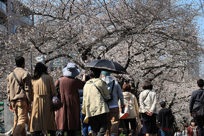People stroll under cheryy blossoms along riverside promnade March 23, 2021, Tokyo, Japan   People stroll under fully bloomed cherry blossoms along riverside promnade in Tokyo on Tuesday, March 23, 2021. Cherry trees started blooming at Tokyo area last week which heralds the coming of spring.                Photo by Yoshio Tsunoda AFLO 