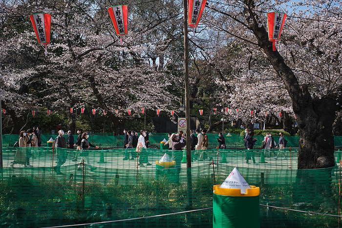 Tokyo, Sakura season A green net blocs the access under the cherry blossom trees to refrain people to have picnic or party on March 23, 2021 in Tokyo, Japan. Tokyo central government asks citizens to refrain to have party under cherry blossom trees  called Hanami in Japanese  and to keep social distancing inside park. March 23, 2021  Photo by Nicolas Datiche AFLO   JAPAN 