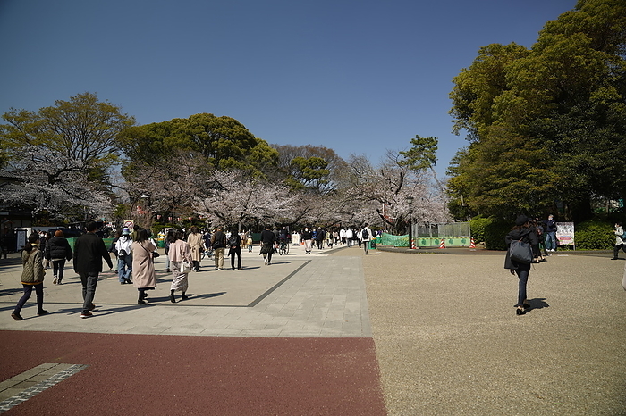 People enjoying the fully blooming cherry blossoms at Ueno Park People walking under blooming cherry clossoms at Ueno Park in Tokyo, Japan on March 23, 2021. Many people seem to be enjoying the outdoors since the state of emergency had been lifted at the start of the week. 