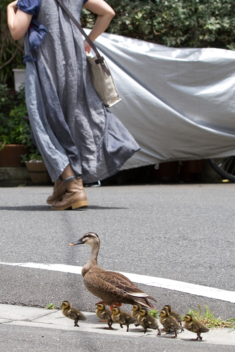Duck and Child in Residential Area Safely protected after being caught June 29, 2012, Tokyo, Japan   A spot billed duck and eight ducklings waddle across the back alley of Tokyo s residential area on Friday, June 29, 2012. June 29, 2012.  The family took a short distance walk from their habitat, a pond at a local manufacturer of electric cables, to a neighboring printing factory. Not knowing where they came from and what to do with the unexpected visitors, the factory staff treated them with care by spraying water before police came to the rescue. The siblings were rounded up to be brought back to their nest but their mother flew away.  Photo by AFLO  UUK  mis 