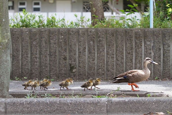 Duck and Child in Residential Area Safely protected after being caught June 29, 2012, Tokyo, Japan   A spot billed duck and eight ducklings waddle across the back alley of Tokyo s residential area on Friday, June 29, 2012. June 29, 2012.  The family took a short distance walk from their habitat, a pond at a local manufacturer of electric cables, to a neighboring printing factory. Not knowing where they came from and what to do with the unexpected visitors, the factory staff treated them with care by spraying water before police came to the rescue. The siblings were rounded up to be brought back to their nest but their mother flew away.  Photo by AFLO  UUK  mis 