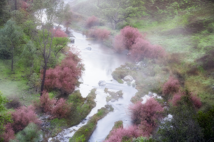 Saltcedar or Five-Stamen Tamarisk (Tamarix chinensis {ramosissima} along banks of Bear Creek with fog. Bear Valley, California , Photo by Dennis Frates