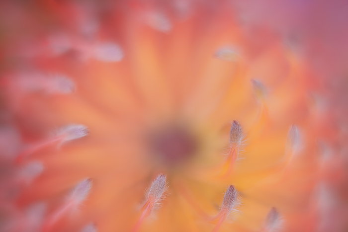 Close up of Pincushion Protea (Leucospermum)