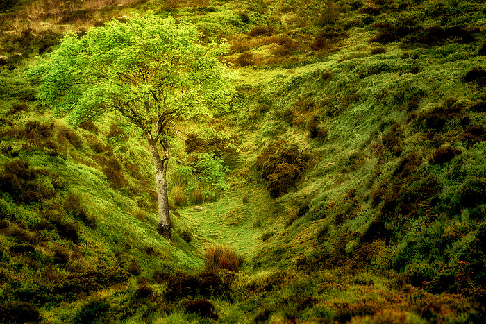 Single tree  in spring. Dartmoor National Park, England