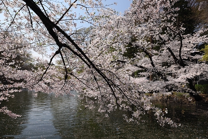 Cherry blossoms bloomed in Tokyo Blooming Sakura tree above a pond inside Inokashira Park. Hanami  cherry blossom viewing  picnics have been prohibited inside the park to help curb the spread of Covid 19. Tokyo, March 26, 2021.