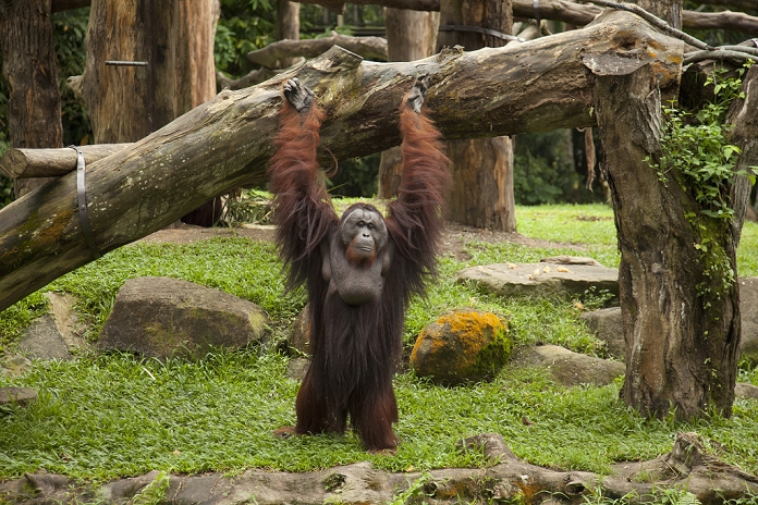 A Male Orangutan Stands On His Two Legs At The Singapore Zoo; Singapore