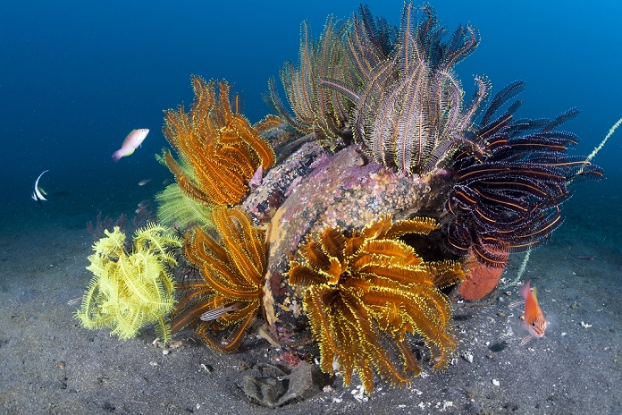 Sea ferns and tire reefs