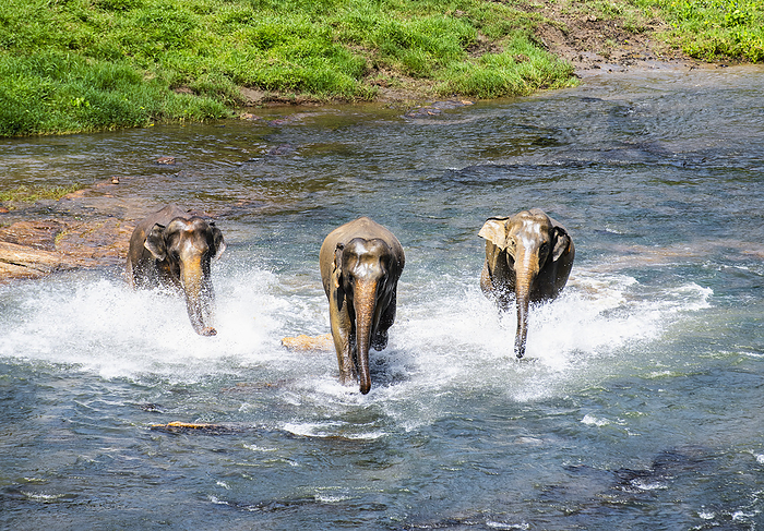 three Asian elephant's running towards the camera in Pinnawala