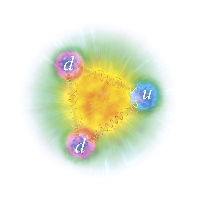 Artwork of the structure of a neutron Illustration of the internal structure of a neutron. A neutron is a subatomic particle without electrical charge, found inside the nucleus of an atom alongside protons. Neutrons are made up of smaller particles called quarks, which come in six different  flavours . In a neutron, there are two  down  quarks and one  up  quark, represented here by the letters D and U. Subatomic particles made up of quarks are generally termed hadrons. In addition, hadrons made of odd numbers of quarks, like protons and neutrons, are called baryons. The quarks within hadrons are held together by the strong nuclear force, carried by the so called gluon   here represented by helices., by MARK GARLICK SCIENCE PHOTO LIBRARY