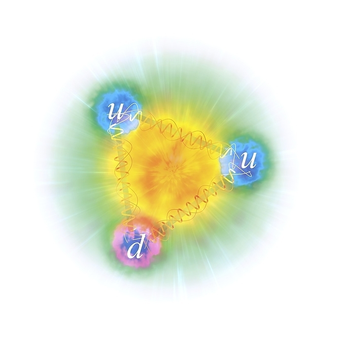 Artwork of the structure of a proton Illustration of the internal structure of a proton. A proton is a subatomic particle with a positive electrical charge, found inside the nucleus of an atom alongside neutrons. Protons are made up of smaller particles called quarks, which come in six different  flavours . In a proton, there are two  up  quarks and one  down  quark, represented here by the letters D and U. Subatomic particles made up of quarks are generally termed hadrons. In addition, hadrons made of odd numbers of quarks, like protons and neutrons, are called baryons. The quarks within hadrons are held together by the strong nuclear force, carried by the so called gluon   here represented by helices., by MARK GARLICK SCIENCE PHOTO LIBRARY