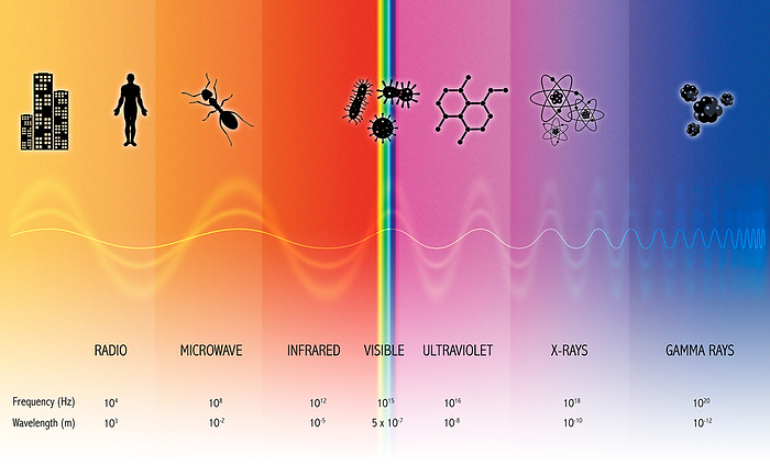 Electromagnetic spectrum, illustration Illustration of the range of the electromagnetic spectrum, from gamma rays to radio waves. The silhouettes at the top indicate the approximate objects that correspond to the wavelength of the radiation. At the bottom, a scale shows the range of wavelengths in metres and frequencies in Hertz., by MARK GARLICK SCIENCE PHOTO LIBRARY