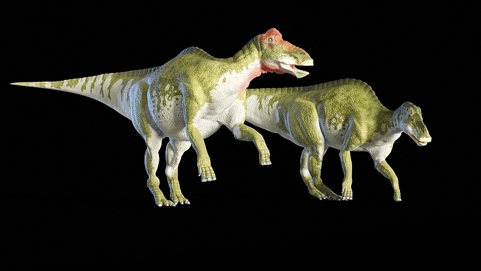 Artwork of a pair of Edmontosaurus Artwork of a male  left  and female duck billed dinosaur, Edmontosaurus. Edmontosaurus was a hadrosaurid   in the same group as such animals as Corythosaurus and Parasaurolophus   that lived during the late Cretaceous period in what is now Canada. Originally known as Anatosaurus and then Anatotitan, experts now realise that these are all representations of a single genus, called Edmontosaurus. At up to 12 metres long, and possibly as long as 15 metres, this is the largest known hadrosaur. Unlike its cousing Corythosaurus and Parasaurolophus, Edmontosaurus lacked a bony crest on its skull. However, some specimens have been found with a soft tissue crest on the head. It could be, as shown here, that this was an example of sexual dimorphism, where males and females have differences other than their sexual organs., by MARK GARLICK SCIENCE PHOTO LIBRARY