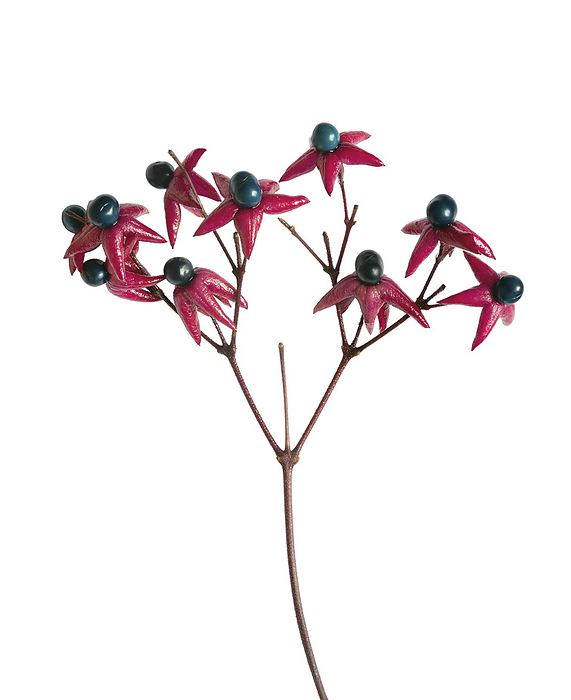 Harlequin glorybower  Clerodendrum trichotomum  drupes Five lobed red calixes and berry like fruits  drupes  of a harlequin glorybower  Clerodendrum trichotomum  shrub., by RICCARDO BIANCHINI SCIENCE PHOTO LIBRARY