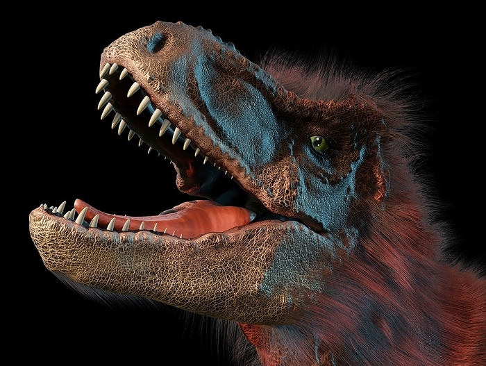 T Rex Head Study Head study of a feathered tyrannosaurus. T rex was an apex predator of the Late Cretaceous period, living in the last 2 million years of that time  68 66 million years ago . It had the strongest bite of any known dinosaur, enough to puncture bone. Its arms, though small, were well muscled and it may have used them to grasp prey during a kill. Its main method of attack was an ambush. It would run at the prey with its mouth agape and inflict a crushing bite. Estimates for its speed vary widely but it s unlikely it could run much faster than 10 25 mph because it would require far bigger leg muscles than it possessed. It probably fed on triceratops, edmontosaurus and similar animals. There is no firm proof that it had feathers, but dinosaurs closely related to it, from which is descended, definitely did have primitive feathery integuments, so it s plausible that T rex had them too., by MARK GARLICK SCIENCE PHOTO LIBRARY