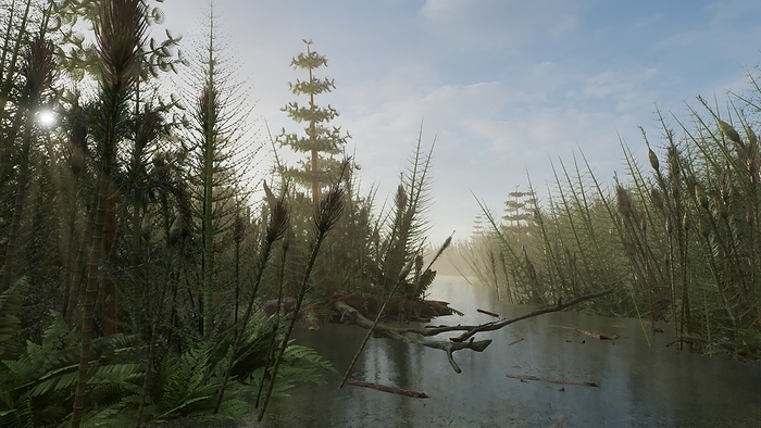 Carboniferous Permian coastal wetland, illustration Conceptual illustration of a Carboniferous Permian coastal river delta wetland environment featuring Calamites, a genus of tree sized, spore bearing plants that lived during the Carboniferous and Permian periods about 360 to 250 million years ago. Calamites grew to 20 metres tall, standing mostly along the sandy banks of rivers. The remains of Calamites and other treelike plants from the Carboniferous Period were transformed into coal. The best known Pennsylvanian tropical ecosystems were the coal swamp forests that formed from widespread peatlands., by RICHARD JONES SCIENCE PHOTO LIBRARY