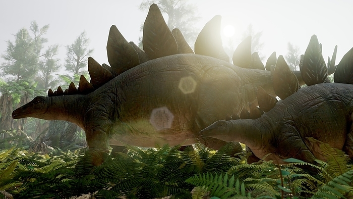 Stegosaurus dinosaur, illustration Conceptual illustration of an Stegosaurus mother and calf. Stegosaurus was a large, plant eating dinosaur that lived during the late Jurassic Period, about 150.8 million to 155.7 million years ago, primarily in western North America., by RICHARD JONES SCIENCE PHOTO LIBRARY