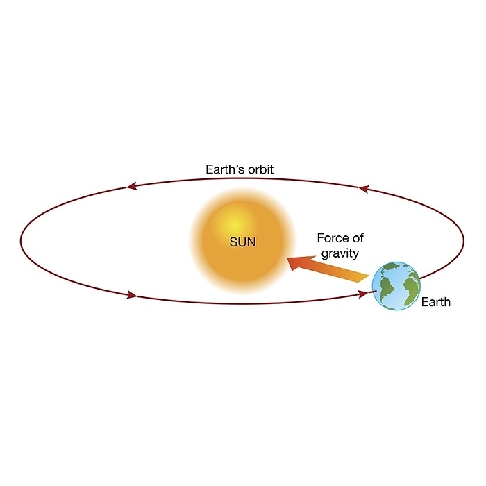 Earth orbiting the Sun, illustration Earth orbiting the Sun. Illustration showing the Earth moving around the Sun, its orbit determined by gravitational attraction. Newton s first law of motion states that a body remains at rest or in motion with a constant velocity unless an external force acts on the body. The gravitational force of attraction between the Earth and the Sun pulls the Earth into orbit around the Sun. A force that pulls an object towards the centre of a circle is called a centripetal force., by SCIENCE PHOTO LIBRARY