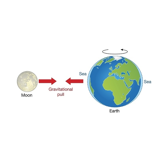 Earth, moon and tides, illustration Earth, moon and tides, illustration. Tides, the rise and fall of sea levels, are caused by the gravitational forces exerted by the moon and the sun and the rotation of the Earth. The moon is the largest influence on the Earth s tides., by SCIENCE PHOTO LIBRARY