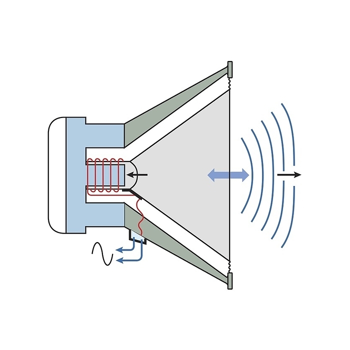 Moving coil loudspeaker, diagram Moving coil loudspeaker. Diagram showing the mechanism of a loudspeaker. A movable coil  red  is attached to a large cone. The coil fits over the central post of a cylindrical permanent magnet  blue . If current flows through the coil, the cone will move. If the current varies rapidly, the cone moves in and out, producing the compressions and rarefactions of a sound wave., by SCIENCE PHOTO LIBRARY