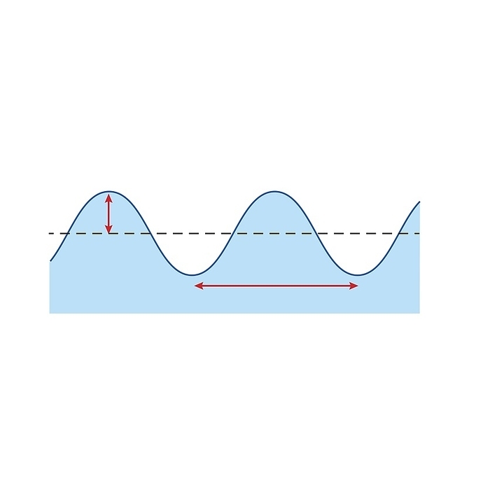 Wavelength and amplitude, illustration Wavelength and amplitude. Illustration of waves moving through water, showing amplitude and wavelength. Wavelength is the distance between two identical peaks or troughs, and amplitude describes the wave s maximum disturbance from the equilibrium position., by SCIENCE PHOTO LIBRARY