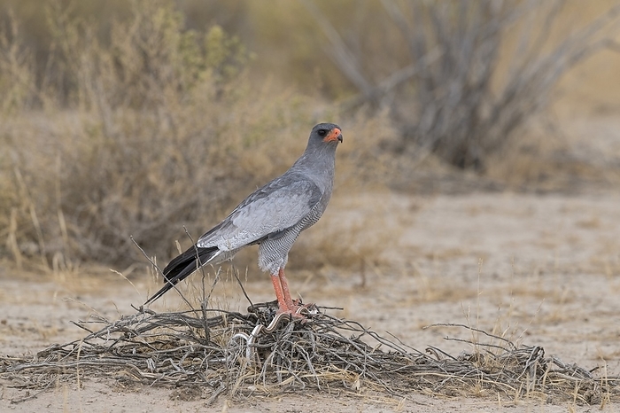 Pale chanting goshawk with captured snake Pale chanting goshawk  Melierax canorus  killing a snake. This carnivorous bird of prey inhabits the savannah and bushlands of southern and eastern Africa. It hunts by day, watching from a perch and swooping to seize small animals such as lizards, birds, snakes and mammals. These birds also feed on termites when these insects are in abundance. Adults live in territorial pairs. Pale chanting goshawks roost in trees at night. Photographed in the dry Nossob riverbed of the Kgalagadi transfrontier park, Southern Africa., by TONY CAMACHO SCIENCE PHOTO LIBRARY