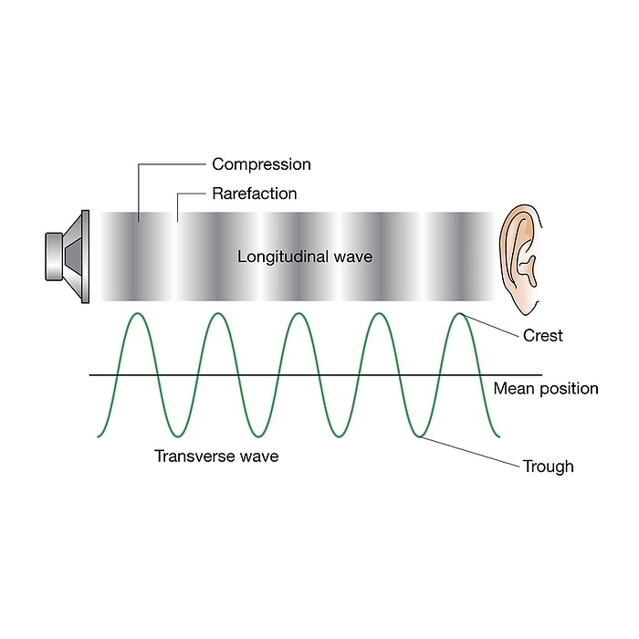 Sound waves, illustration Sound waves. Illustration showing the propagation of sound waves from speaker to ear. Sound travels as longitudinal  or compression  waves in air. Sound may also travel as transverse  or shear  waves in solids. The wavelength is the distance between two compressions in longitudinal waves, or two crests in transverse waves., by SCIENCE PHOTO LIBRARY