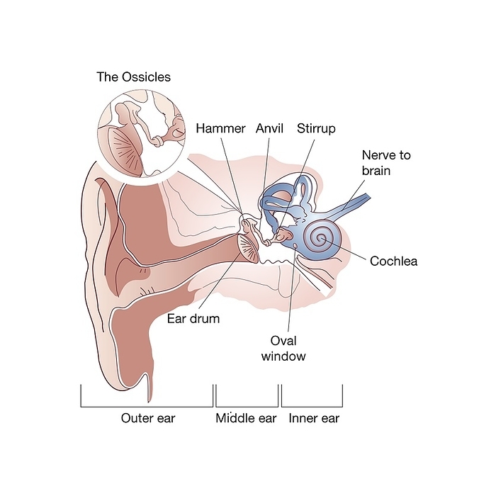 Anatomy of the human ear, illustration Anatomy of the human ear, illustration. Sound waves are collected by the ear pinna  at left  and pass down the auditory canal to strike the eardrum. Vibrations are transmitted via three tiny ear bones  inset: malleus or hammer, incus or anvil, and stapes or stirrup  into fluid filled structures of the inner ear  blue . Three coils of the semi circular canals detect balance and body orientation. In the cochlea  spiral , tiny hair cells are sensitive to vibrations of the cochlear fluid and these activate nerves which connect to the brain. Thus, a sense of hearing results from the conduction of sound waves through air, bone and fluid in the ear., by SCIENCE PHOTO LIBRARY