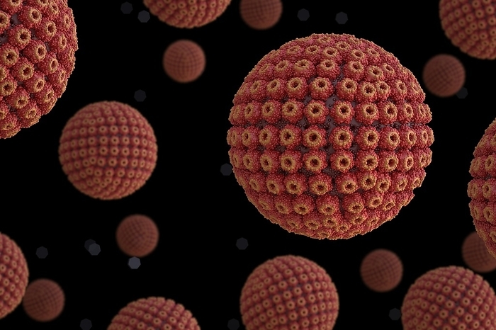 herpesvirus particle Herpes simplex virus particles, computer illustration. Each particle  virion  consists of a DNA  deoxyribonucleic acid  genome surrounded by an icosahedral capsid, which is itself surrounded by an envelope covered in glycoprotein spikes. Members of the herpes virus family include several that infect humans. Herpes simplex viruses type 1 and type 2 cause oral and genital herpes., by TIM VERNON   SCIENCE PHOTO LIBRARY