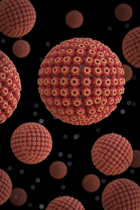 Herpes virus particles, illustration Herpes simplex virus particles, computer illustration. Each particle  virion  consists of a DNA  deoxyribonucleic acid  genome surrounded by an icosahedral capsid, which is itself surrounded by an envelope covered in glycoprotein spikes. Members of the herpes virus family include several that infect humans. Herpes simplex viruses type 1 and type 2 cause oral and genital herpes., by TIM VERNON   SCIENCE PHOTO LIBRARY