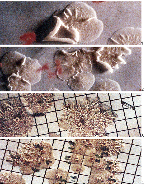 Microbiology experiment on Skylab, 1973 Microbiology experiment on Skylab, 1973. Cultured bacteria grown as part of a student experiment on the US space station Skylab, which was in orbit from 1973 to 1979. The top two photographs show samples of Bacillus subtilis grown aboard Skylab during the first part of the experiment. The bottom two photographs show colonies of the same bacteria that were cultured during the second part of the experiment. The experiment  Skylab Student Experiment ED 31  was proposed by Robert L. Staehle of Rochester, New York, USA, to determine the effect of spaceflight  particularly weightlessness  on the survival, growth rates, and mutations of certain bacteria and spores.