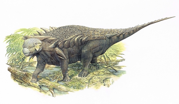 Horshamosaurus dinosaur, illustration Horshamosaurus dinosaur, illustration. This herbivorous ankylosaur dinosaur lived during the Early Cretaceous period  around 146 to 100 million years ago .