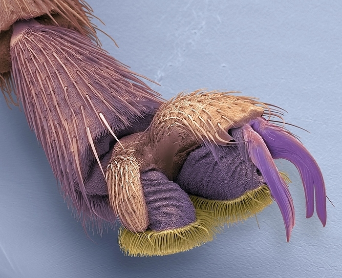Beetle foot, SEM Beetle foot. Coloured scanning electron micrograph  SEM  of the tip of the leg of a beetle. The end of an insect leg is called the tarsus. The tarsus itself has several segments, and here ends in a pretarsus that comprises a pair of adhesive hairy pads  lower centre  and a pair of hooked claws  centre right . The pads are used for walking on smooth surfaces, while the claws are used on surfaces that they can grip. Magnification: x100 when printed at 10 centimetres wide.