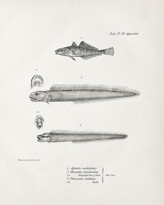 South American coastal fish, 19th century South American coastal fish, 19th century illustrations. The three fish shown here are  from top to bottom : Pseudaphritis undulatus, Iluocoetes fimbriatus, and Phucocoetes latitans. The first of these is given under an older binomial name: Aphritis undulatus. This page of illustrations is Plate 29 from the 1842 volume on fish   Part IV: Fish   that forms part of the multi volume work  The Zoology of the Voyage of HMS Beagle . This work described the animals collected and observed by the British naturalist Charles Darwin during the survey voyage of HMS Beagle during the years 1832 to 1836. This expedition established Darwin s reputation as a naturalist.  The Zoology of the Voyage of HMS Beagle  was edited by Darwin and published between 1838 and 1843. The volume on fish was written by British naturalist Leonard Jenyns  later Leonard Blomefield . The artworks were by Benjamin Waterhouse Hawkins.