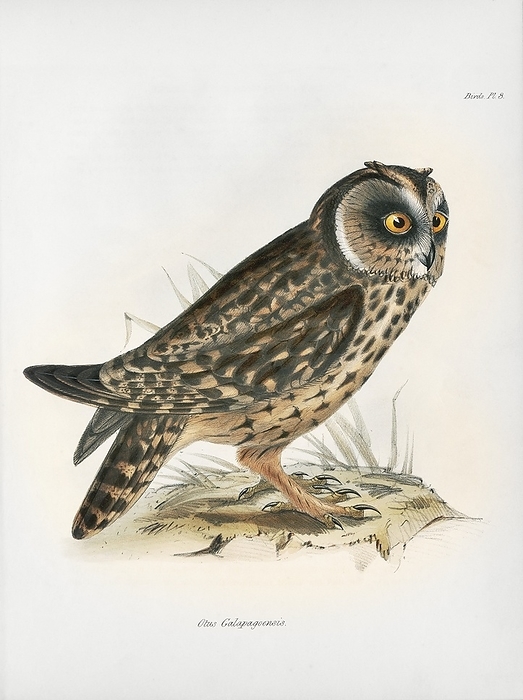 Galapagos short eared owl, 19th century Galapagos short eared owl  Asio flammeus galapagoensis , 19th century illustration. This owl is a subspecies of the short eared owl that is found on the Galapagos Islands. The older genus name Otus is given here. This illustration is Plate 3 from the 1841 volume on birds   Part III: Birds   that forms part of the multi volume work  The Zoology of the Voyage of HMS Beagle . This work described the animals collected and observed by the British naturalist Charles Darwin during the survey voyage of HMS Beagle during the years 1832 to 1836. This expedition established Darwin s reputation as a naturalist.  The Zoology of the Voyage of HMS Beagle  was edited by Darwin and published between 1838 and 1843. The volume on birds was written by British naturalist John Gould.