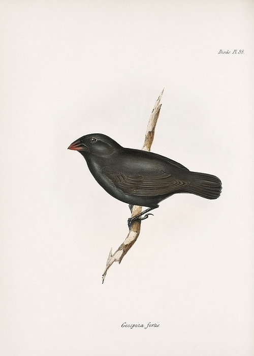 Medium ground finch, 19th century Medium ground finch  Geospiza fortis , 19th century illustration. This bird is one of Darwin s finches. The Darwin finches were collected by the British naturalist Charles Darwin when the survey ship HMS Beagle visited the Galapagos Islands in 1835. The differences between birds from different islands prompted Darwin s work on his theory of evolution. This illustration is Plate 38 from the 1841 volume on birds   Part III: Birds   that forms part of the multi volume work  The Zoology of the Voyage of HMS Beagle . This work described the animals collected and observed by the British naturalist Charles Darwin during the survey voyage of HMS Beagle during the years 1832 to 1836. This expedition established Darwin s reputation as a naturalist.  The Zoology of the Voyage of HMS Beagle  was edited by Darwin and published between 1838 and 1843. The volume on birds was written by British naturalist John Gould.