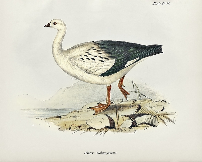 Andean goose, 19th century Andean goose  Neochen melanoptera , 19th century illustration. This bird is found around lakes and marches in the high Andes in South America. Here it is classified as Anser melanopterus. Over the years it has also been classified in the genuses Oressochen and Chloephaga. This illustration is Plate 50 from the 1841 volume on birds   Part III: Birds   that forms part of the multi volume work  The Zoology of the Voyage of HMS Beagle . This work described the animals collected and observed by the British naturalist Charles Darwin during the survey voyage of HMS Beagle during the years 1832 to 1836. This expedition established Darwin s reputation as a naturalist.  The Zoology of the Voyage of HMS Beagle  was edited by Darwin and published between 1838 and 1843. The volume on birds was written by British naturalist John Gould.