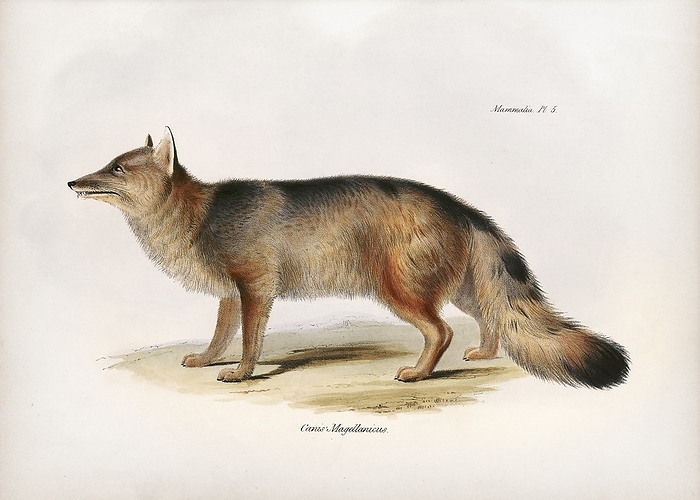 Andean fox, 19th century Andean fox  Lycalopex culpaeus , 19th century illustration. This wolf like canid is found on the western slopes of the Andes in South America. Here, it is classified as Canis magellanicus. This illustration is Plate 5 from the 1839 volume on mammals   Part II: Mammalia   that forms part of the multi volume work  The Zoology of the Voyage of HMS Beagle . This work described the animals collected and observed by the British naturalist Charles Darwin during the survey voyage of HMS Beagle during the years 1832 to 1836. This expedition established Darwin s reputation as a naturalist.  The Zoology of the Voyage of HMS Beagle  was edited by Darwin and published between 1838 and 1843. The volume on mammals was written by British naturalist George Robert Waterhouse.