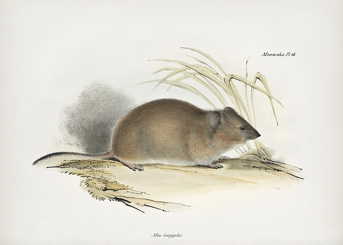 Long haired grass mouse, 19th century Long haired grass mouse  Abrothrix longipilis , 19th century illustration. This rodent, here classified as Mus longipilis, is found in central and southern Argentina and Chile. This illustration is Plate 16 from the 1839 volume on mammals   Part II: Mammalia   that forms part of the multi volume work  The Zoology of the Voyage of HMS Beagle . This work described the animals collected and observed by the British naturalist Charles Darwin during the survey voyage of HMS Beagle during the years 1832 to 1836. This expedition established Darwin s reputation as a naturalist.  The Zoology of the Voyage of HMS Beagle  was edited by Darwin and published between 1838 and 1843. The volume on mammals was written by British naturalist George Robert Waterhouse.
