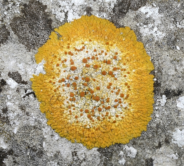 Lichen  Caloplaca flavescens  Close up of a circular patch of the encrusting lichen  Caloplaca flavescens  growing on a gravestone in a Norfolk churchyard, UK.