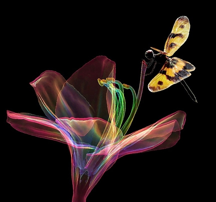 Amaryllis flower and dragonfly, 3D CT scan Amaryllis flower and dragonfly, coloured 3D computed tomography  CT  scan. This image is a composite of a CT scan of the flower with a macrophotograph of a variegated flutterer  Rhyothemis variegata arria , a dragonfly that has wings that resemble a butterfly. Dragonflies are carnivorous, feeding on other insects.