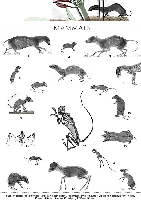 Mammals, X ray montage Mammals, X ray montage. The mammals shown here are  left to right and top to bottom, starting at top left : a badger, a rabbit, a fox, a weasel, a polecat, a beech marten, a field mouse, a vole, a squirrel, a brown rat, a bat, a squirrel monkey, a mole, a shrew, a jerboa, a hedgehog, a deer fawn, and a hare.